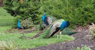 Güzel erkek, çok renkli tavus kuşları yeşil bir çimenlikte yürüyor ve baharda halka açık bir Beacon Hill Parkı 'nda çiçek tarhında Victoria Bc