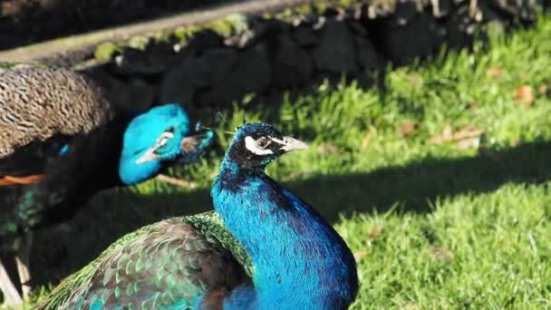 Beautiful Male Multi Colored Peacocks Walking Green Lawn Flowerbed Springtime — Stock Video