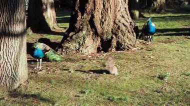 Güzel erkek tavus kuşları bahar aylarında Victoria Bc 'de Beacon Hill Parkı' nda sincapla etkileşime girer.