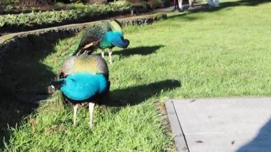Güzel erkek, çok renkli tavus kuşları yeşil bir çimenlikte yürüyor ve baharda halka açık bir Beacon Hill Parkı 'nda çiçek tarhında Victoria Bc