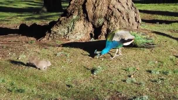 Mooie Mannelijke Multi Gekleurde Pauwen Interactie Met Een Eekhoorn Lente — Stockvideo