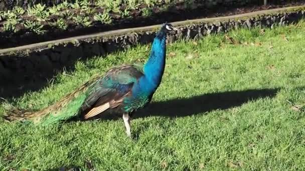 Güzel Erkek Tavus Kuşları Bahar Aylarında Victoria Beacon Hill Parkı — Stok video