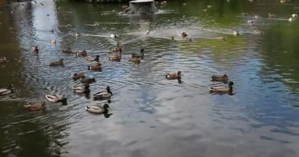 Πάπιες Που Κολυμπούν Στη Λίμνη Την Άνοιξη — Αρχείο Βίντεο