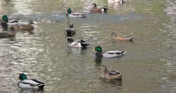 Patos Nadando Estanque Primavera — Vídeo de stock