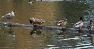 Ördekler baharda gölette yüzerler. 