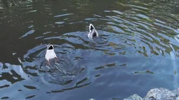 今年春天 鸭子在池塘里游泳的时候会吃东西 倒立的姿势很滑稽 — 图库视频影像