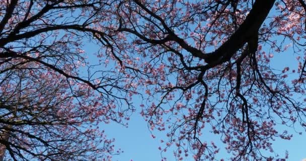 Třešně Kvetou Proti Modré Obloze Únoru Victoria Pohled Shora Fotoaparát — Stock video