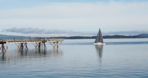 Kapal Layar Berlayar Sepanjang Garis Pantai Sidney Greater Victoria Vancouver — Stok Video