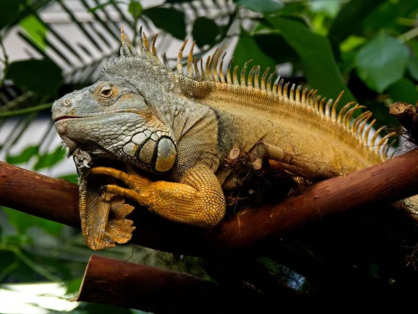 Bearded iguana — Stock Fotó