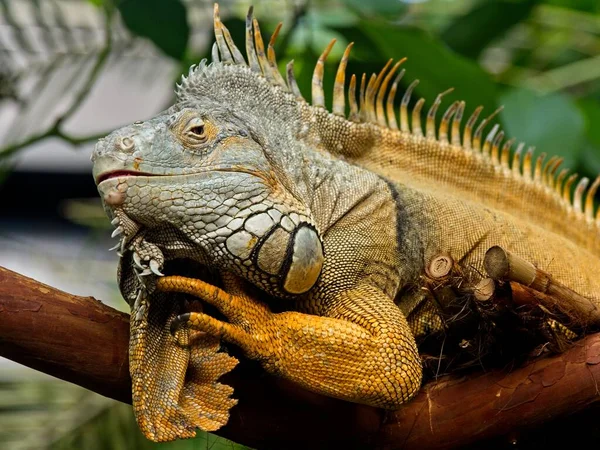 Bearded iguana — Stock Photo, Image