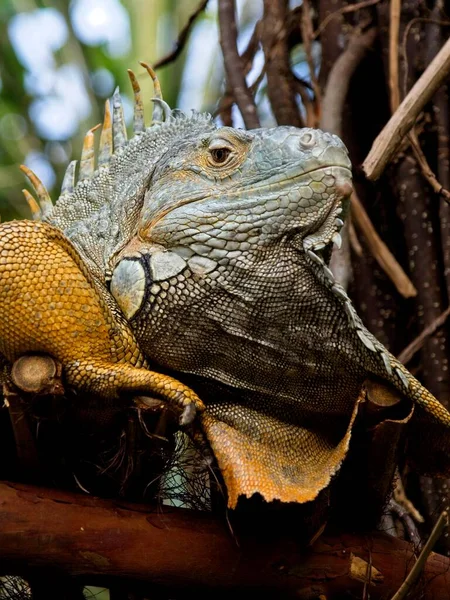 Bearded iguana — Stock Fotó