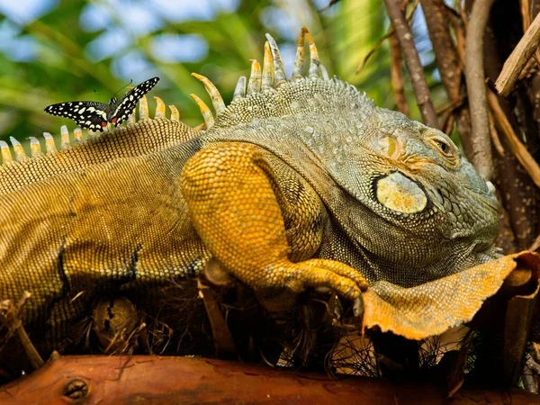 Bearded iguana — Stock Fotó