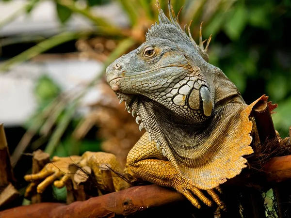 Bearded iguana — Stock Photo, Image
