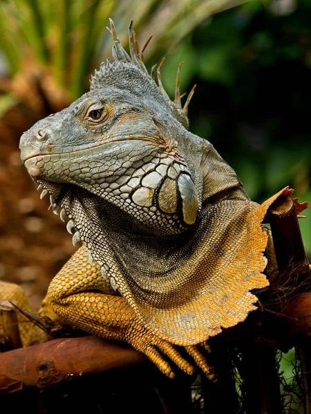 Bearded iguana — Stock Photo, Image