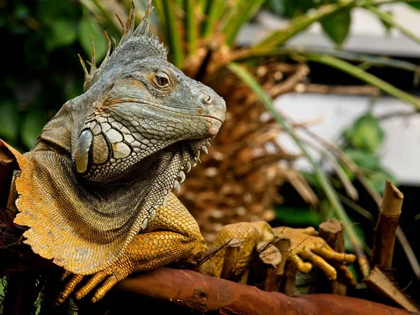 Bearded iguana — Stock Photo, Image