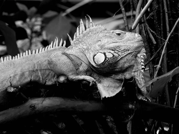 Bearded iguana — Stock fotografie