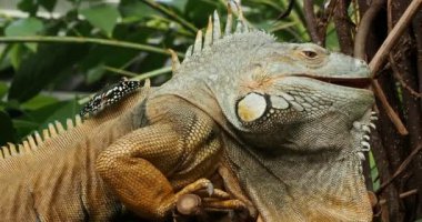 Ağaç dalında sakallı iguana (Küçük Antiller iguanası), kelebek sırtında oturur.
