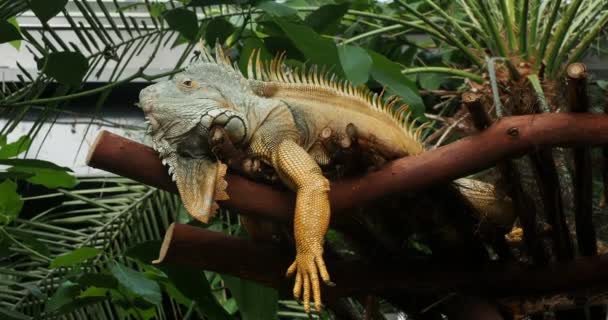 Vousatý Leguán Lesser Antillean Iguana Větvi Stromu Zblízka — Stock video