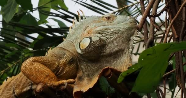 Brodata Iguana Mniejsza Iguana Antillean Gałęzi Drzewa Zbliżenie — Wideo stockowe