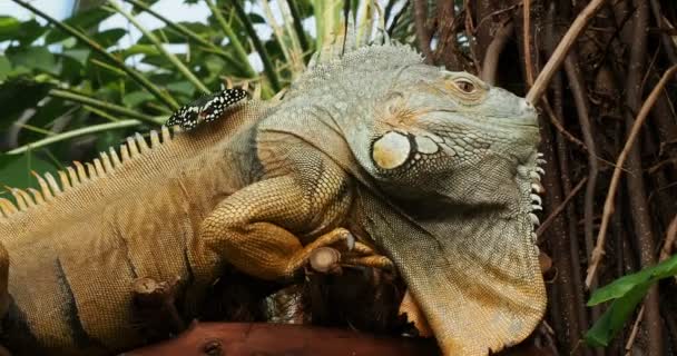 在树枝上有胡子的鬣蜥 小安的列斯群岛鬣蜥 蝴蝶坐在它的背上 — 图库视频影像