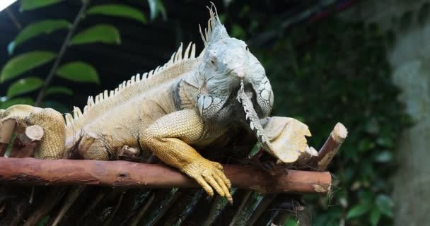 Vousatý Leguán Lesser Antillean Iguana Stromě Otočí Hlavu Podívá Kamery — Stock video