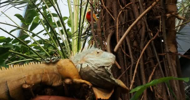 Iguana Barbuda Iguana Antillana Menor Rama Del Árbol Mariposa Sienta — Vídeos de Stock