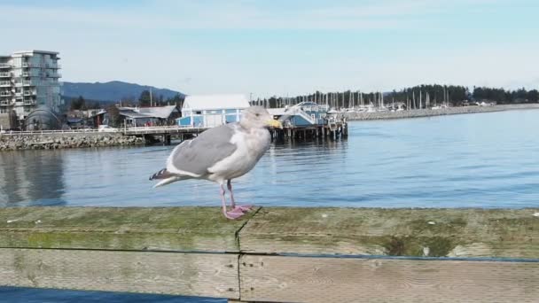 Seagull Walking Wooden Guard Rail Fishing Pier Sidney — Stock Video