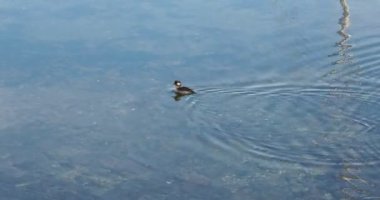 Bufflehead ördeği (Bucephala albeola) Sidney BC sahilinde sığ sulara dalıyor.