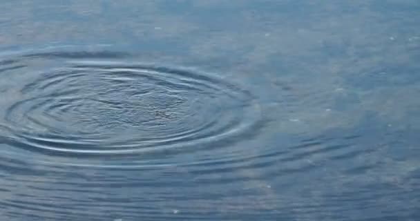 Canard Tête Plate Bucephala Albeola Plongeant Dans Les Eaux Peu — Video