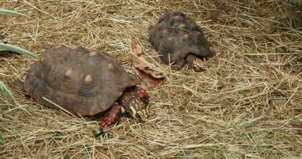 Rödfotad Sköldpadda Chelonoidis Carbonarius Går Långsamt Torrt Gräs — Stockvideo