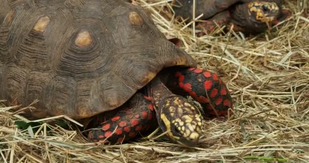 Rödfotad Sköldpadda Chelonoidis Carbonarius Går Långsamt Torrt Gräs — Stockvideo