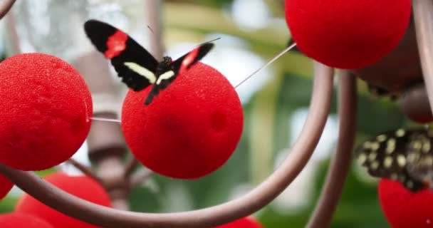 Postacı Kelebeği Heliconius Melpomene Kırmızı Bir Küre Üzerinde Asılı — Stok video
