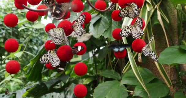 Varias Mariposas Los Globos Colgantes Rojos — Vídeo de stock