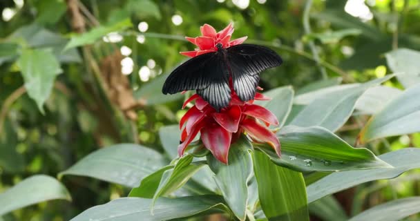 Mariposa Negra Alimentándose Una Bromeliácea — Vídeo de stock