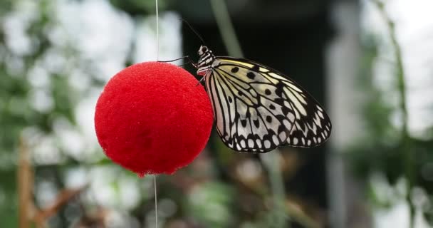 White Tree Nymphe Schmetterling Idea Leuconoe Auf Einem Roten Hängenden — Stockvideo