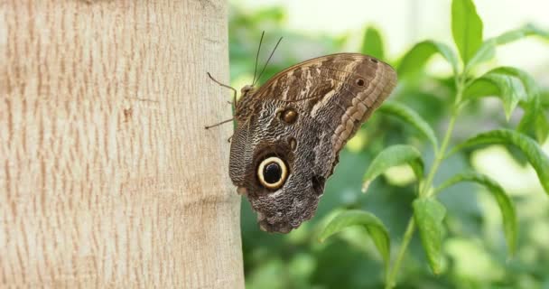 Giant Own Butterfly Sitting Trunk Camera Zooms Eye Image Wing — Stock Video