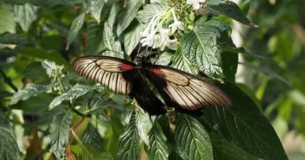 Borboleta Ninfa Árvore Branca Idea Leuconoe Mórmon Escarlate Flor Erva — Vídeo de Stock