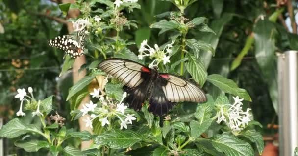 Great Mormon Butterfly White Flower — Stock Video