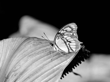 Siyah ve beyaz yaprağın üzerinde oturan Malachite Kelebeği (Siproeta stelenes)