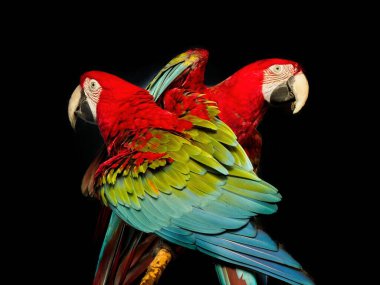 Pair of green winged macaw against black background clipart