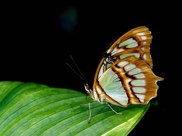 Borboleta Malaquita Siproeta Stelenes Folha Verde Contra Fundo Preto — Fotografia de Stock