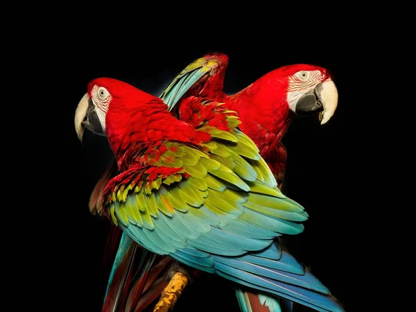 Para Zielonych Skrzydlate Macaw Czarnym Tle — Zdjęcie stockowe