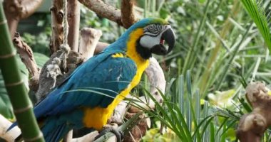 Mavi-ve-Altın makavı (Ara ararauna) yeşil yaprakları kemirir, yakındaki kelebeğin inişini koparır