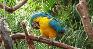 Mavi-ve-Altın makavı (Ara ararauna), ahşap levrekte toplanır ve döner.