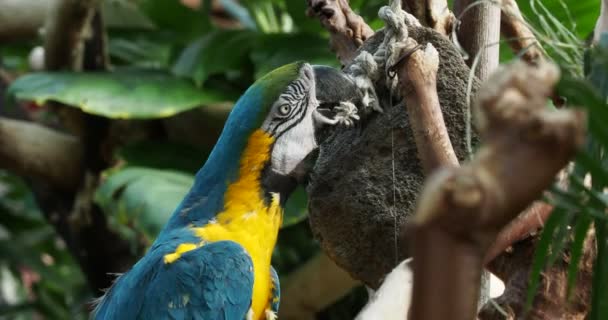 Aras bleu et or (Ara arararauna) grignote à la corde, gros plan 