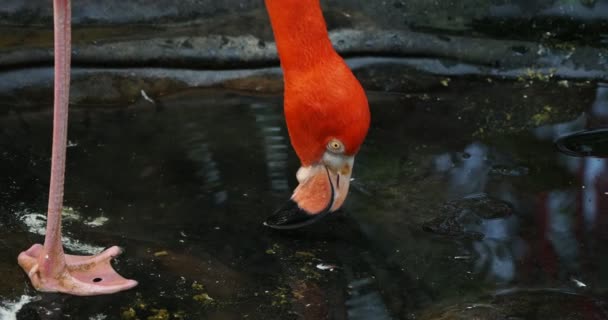 Pair Pink Flamingos Walking Water Stream Amidst Lush Greenery Preening — Stock Video