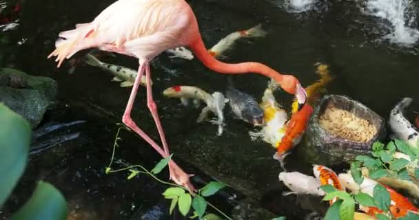 Pair Pink Flamingos Walking Water Stream Amidst Lush Greenery Preening — Stock Video