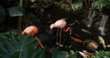 Bir çift pembe flamingo yemyeşil suların ortasında su akıntısında yürüyor.
