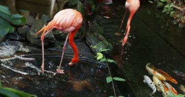 Bir çift pembe flamingo yemyeşil suların ortasında su akıntısında yürüyor.