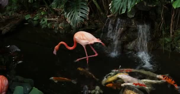 Pareja Flamencos Rosados Caminando Arroyo Agua Medio Una Exuberante Vegetación — Vídeos de Stock